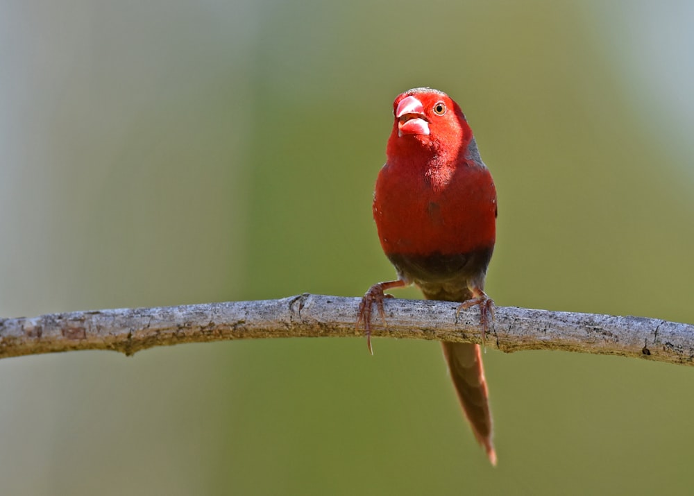 Fotografía de enfoque superficial de pájaro rojo en palo marrón