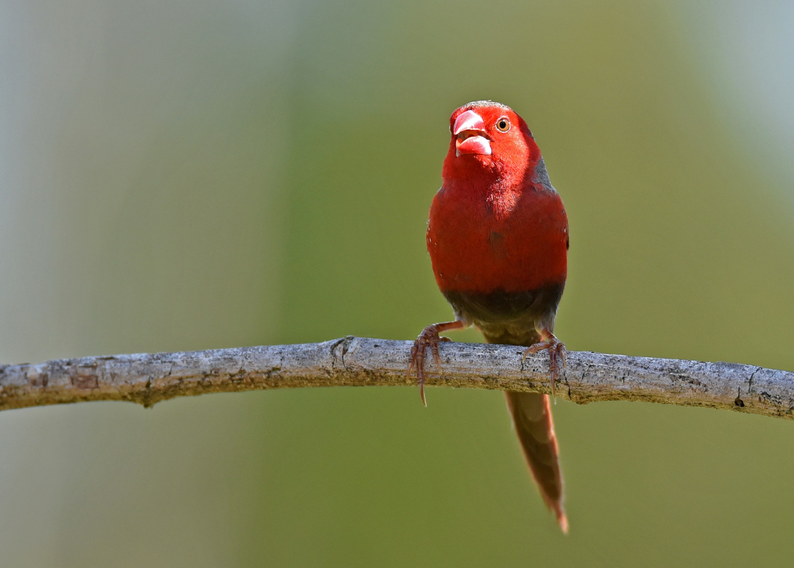 A wild Crimson Finch calling at the lake at the Half Moon Bay Golf Course, cairns, Australia.