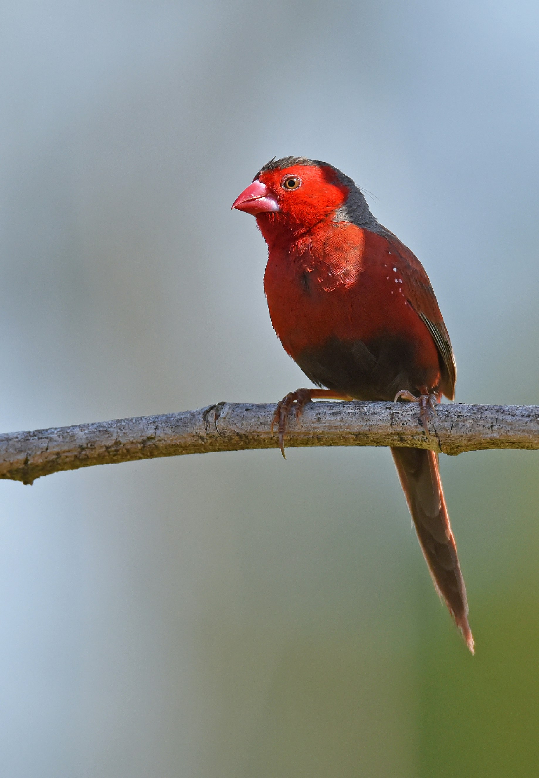 A crimson Finch poses at the lake at Yorkeys golf course.