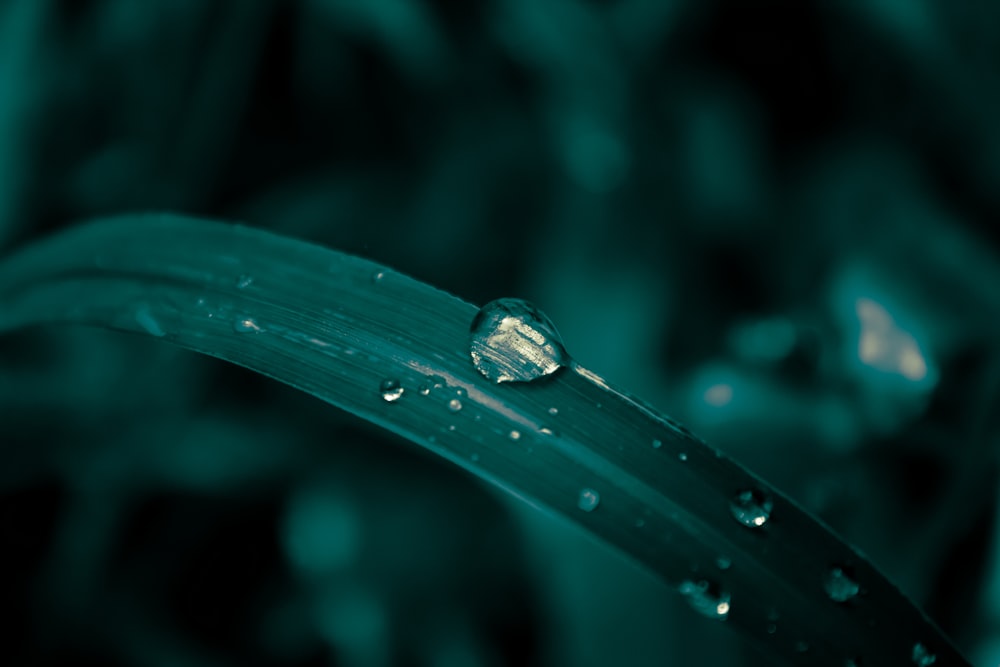 昼間の緑の葉の水露