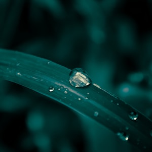 water dew on green leaf at daytime