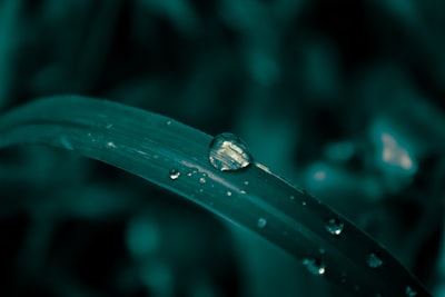 water dew on green leaf at daytime raindrop teams background