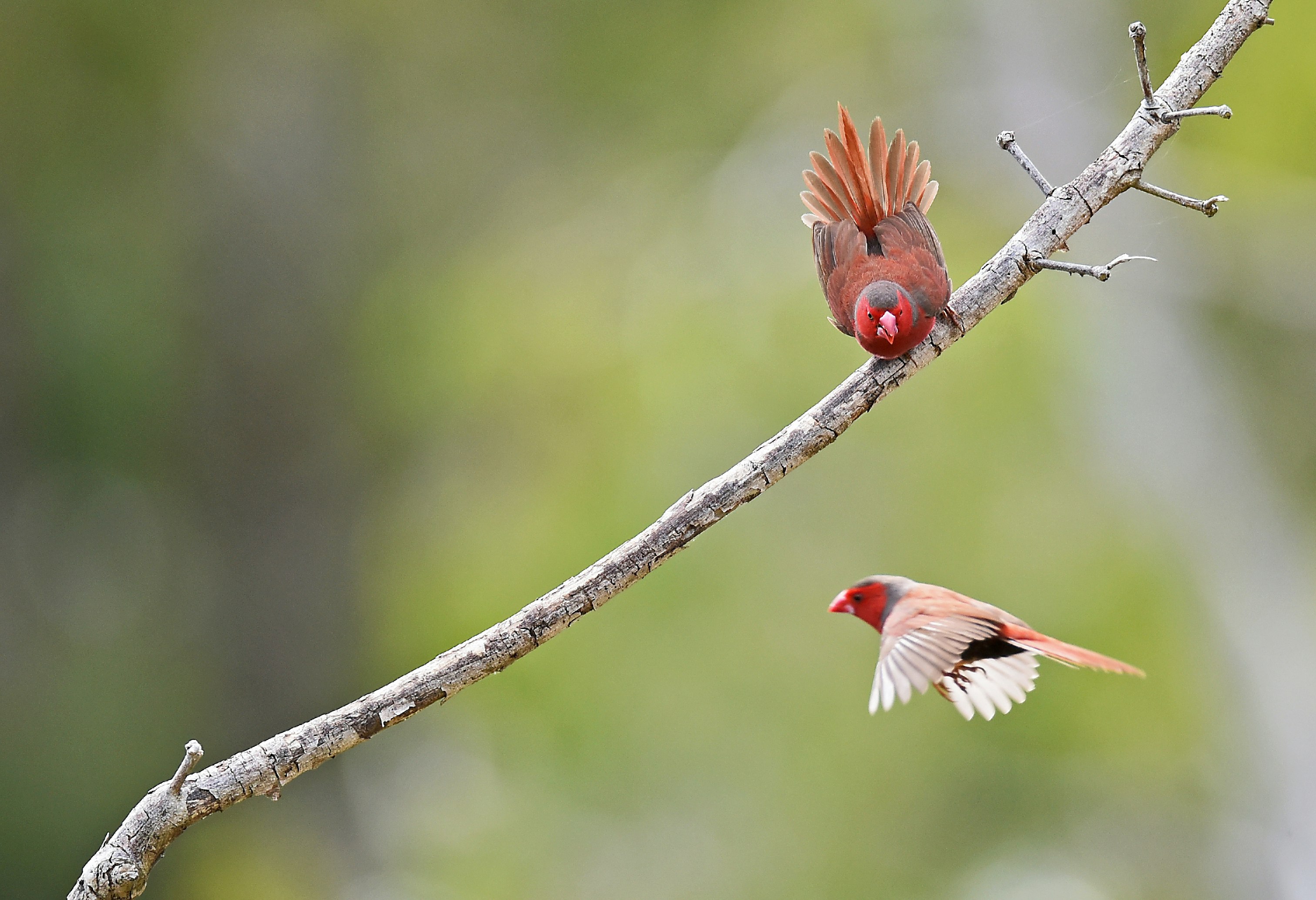 A Crimson Finch has found a nice perch and does not want to share it!