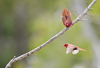 wildlife photography of birds