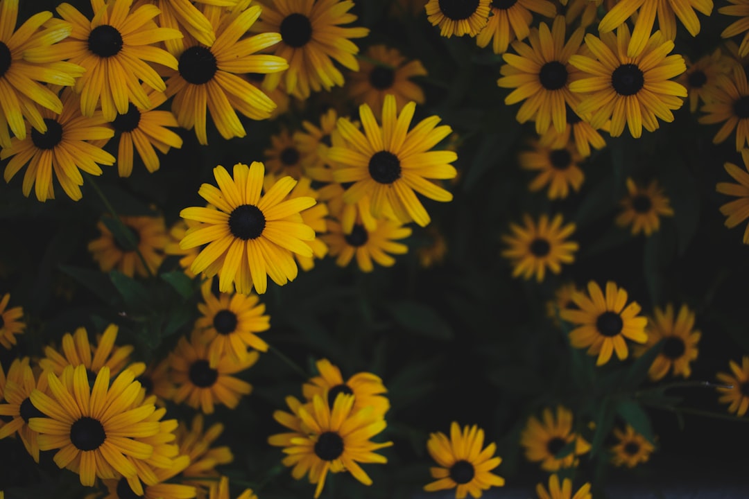 yellow sunflower plants