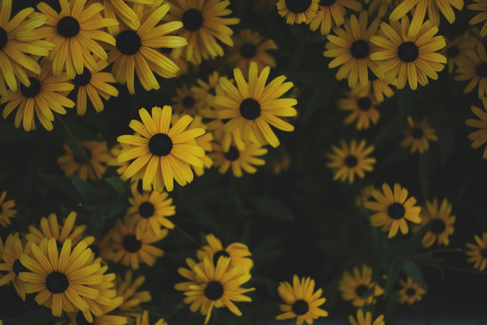 Canon EOS 600D (Rebel EOS T3i / EOS Kiss X5) + Canon EF-S 24mm F2.8 STM sample photo. Yellow sunflower plants photography