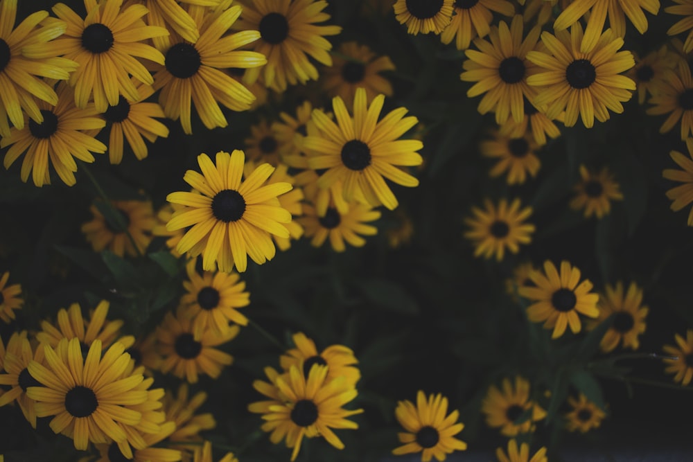 yellow sunflower plants