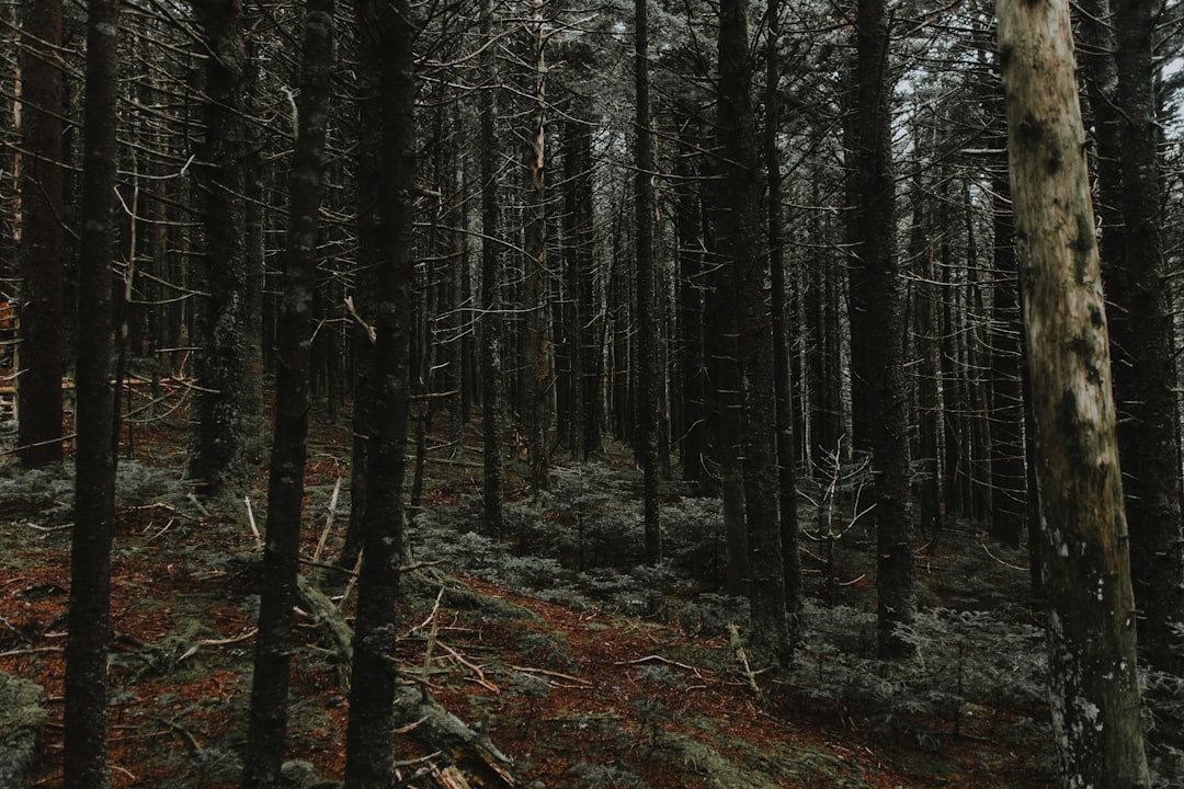 photo of Roan Mountain Forest near Hawksbill Mountain