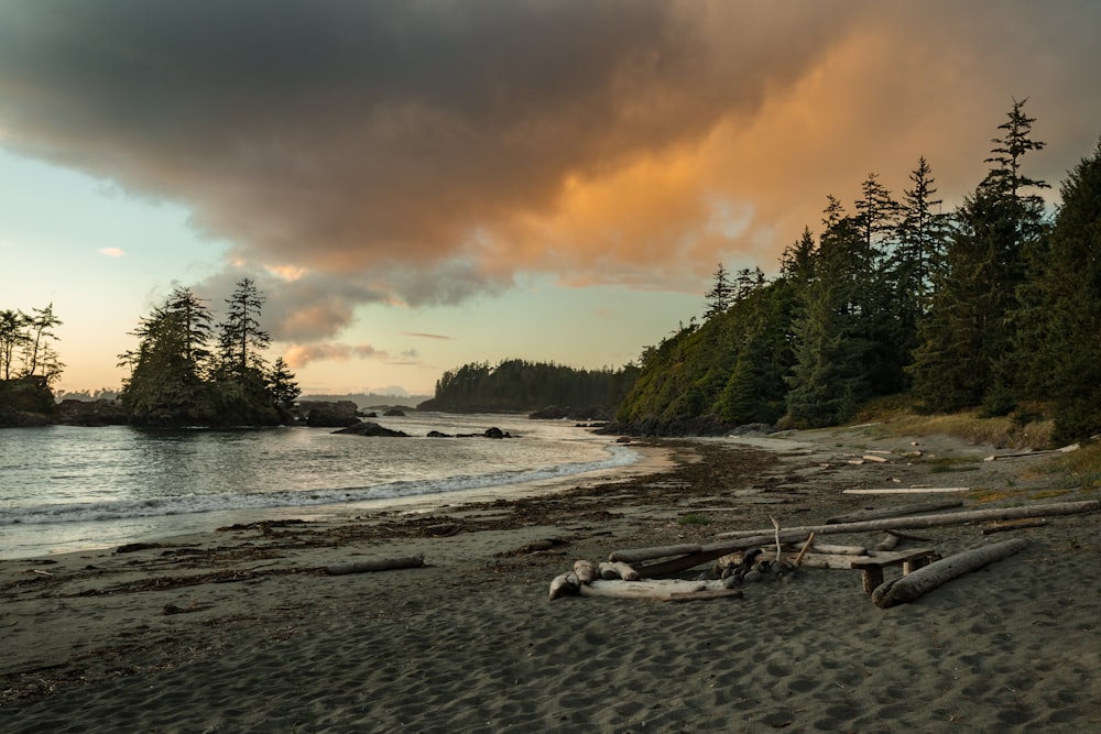 seashore surrounded with trees