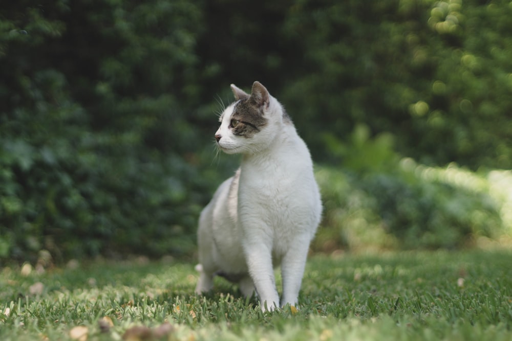 white cat on green grass field