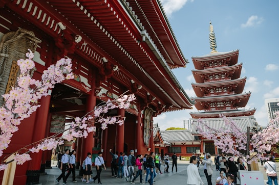 A traditional Japanese temple scene featuring a five-story pagoda and cherry blossom trees. The temple architecture is characterized by its red and white colors with intricate details. Many visitors are walking around, some are taking photos, and the sky is clear and blue.