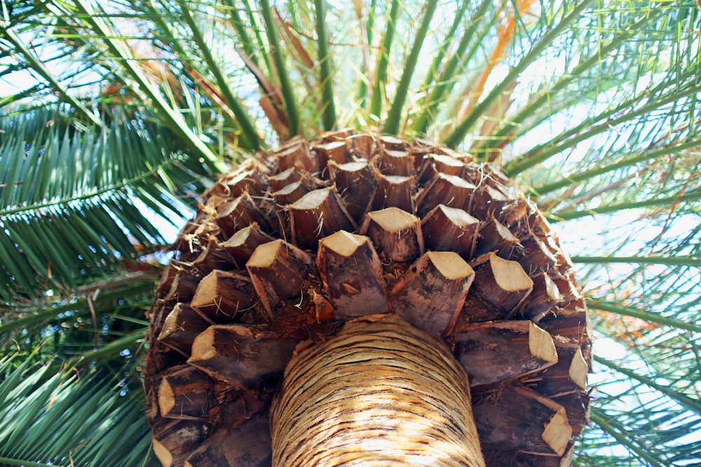 worm's eye view of palm tree