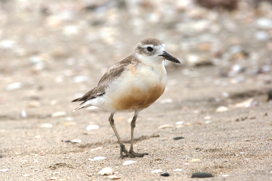 The New Zealand Plover, Red-Breasted Plover, or New Zealand Dotterel (Charadrius obscurus) is an endangered species found only in certain areas of New Zealand. Its Māori names include tūturiwhatu, pukunui, and kūkuruatu.