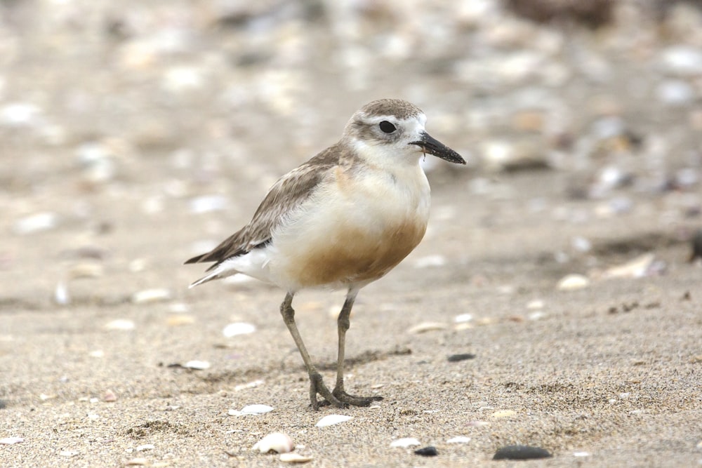 white and brown bird