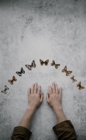 butterflies collection