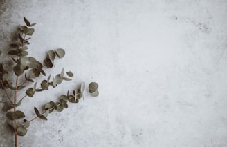 A sprig of eucalyptus leaves is placed on the left side of a textured, light gray surface. The leaves are a muted green color with a natural matte finish, and they are arranged in a slightly curved, organic shape.