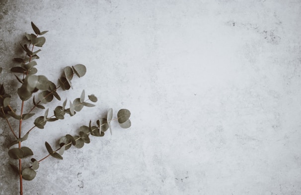 A sprig of eucalyptus leaves is placed on the left side of a textured, light gray surface. The leaves are a muted green color with a natural matte finish, and they are arranged in a slightly curved, organic shape.