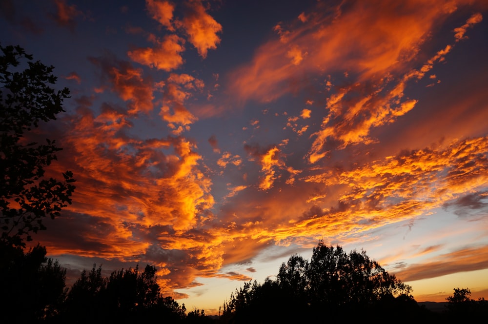 silhouette of trees during golden hour