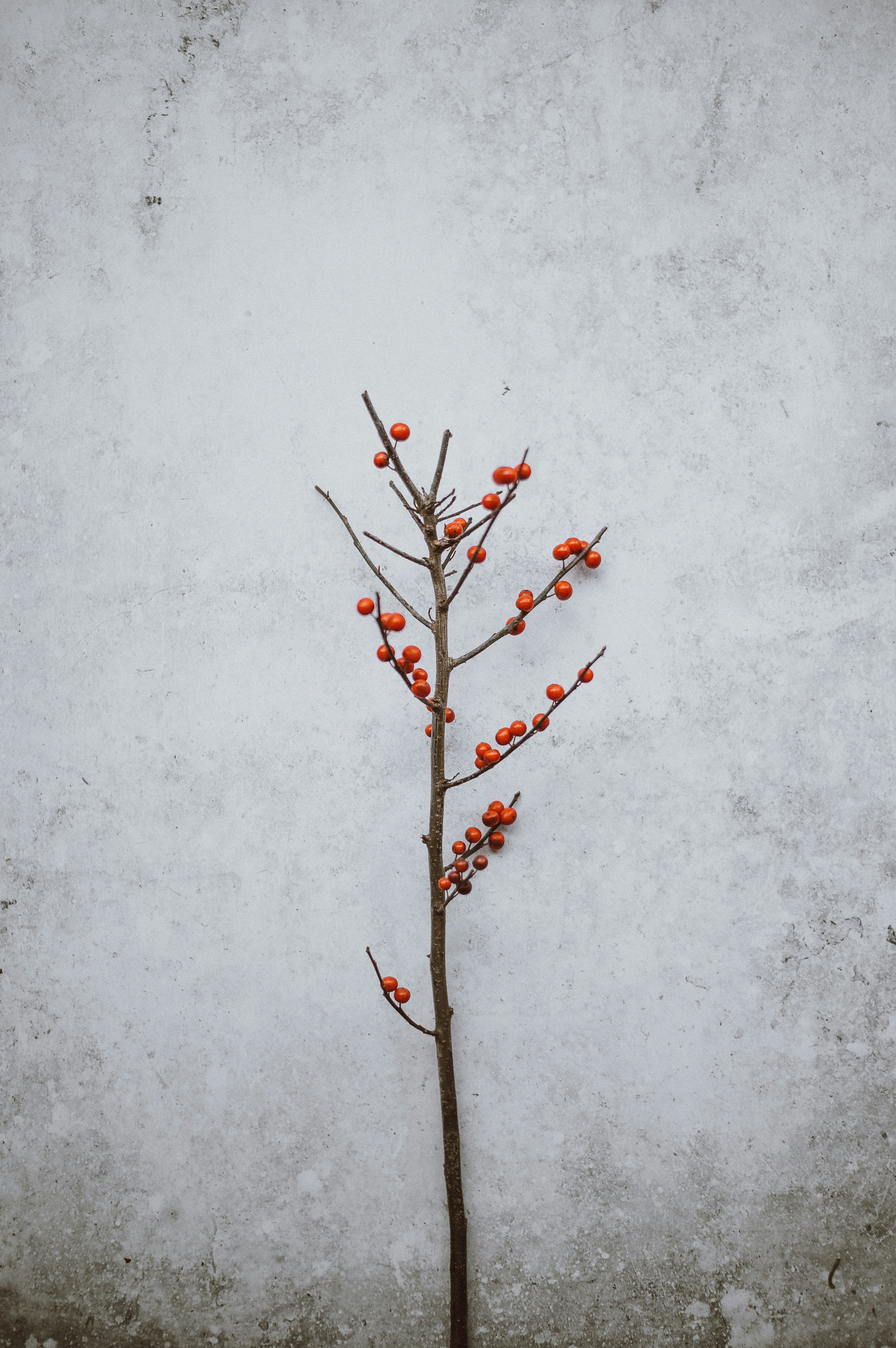 Photo by anniespratt