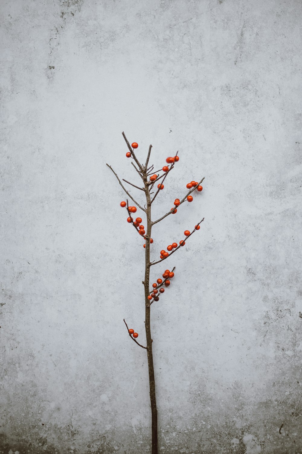 red round fruit near wall