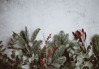 photo of green leafed plants