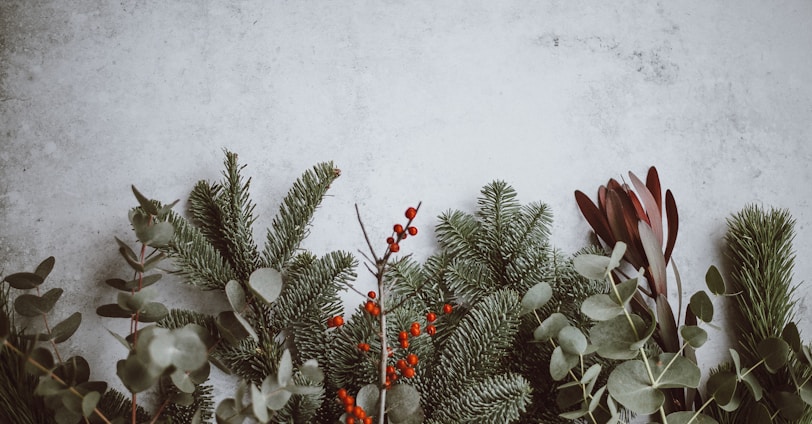 photo of green leafed plants