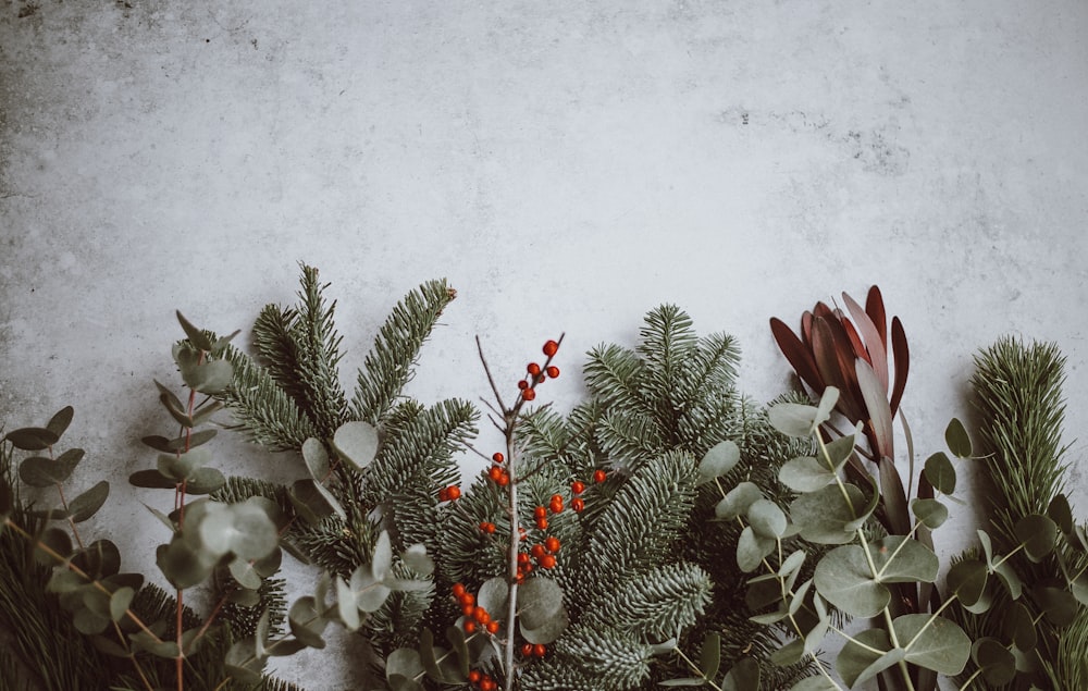 Foto de plantas de hojas verdes