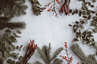 assorted-type of leaves lying on white panel father christmas google meet background