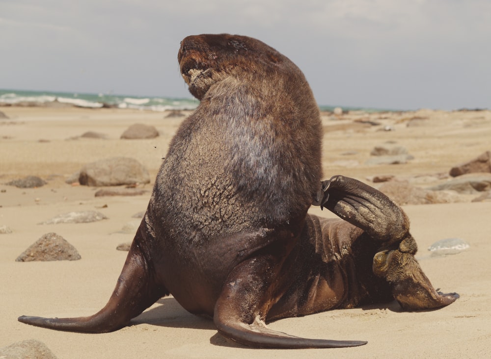 black sea lion on sand