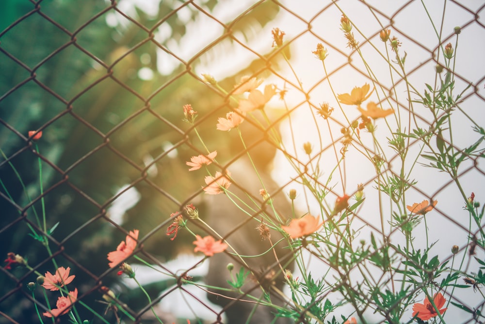 pink petaled flower