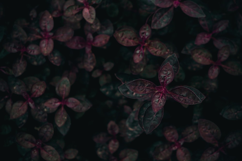 Fotografía con lente de desplazamiento de inclinación de hojas moradas y verdes