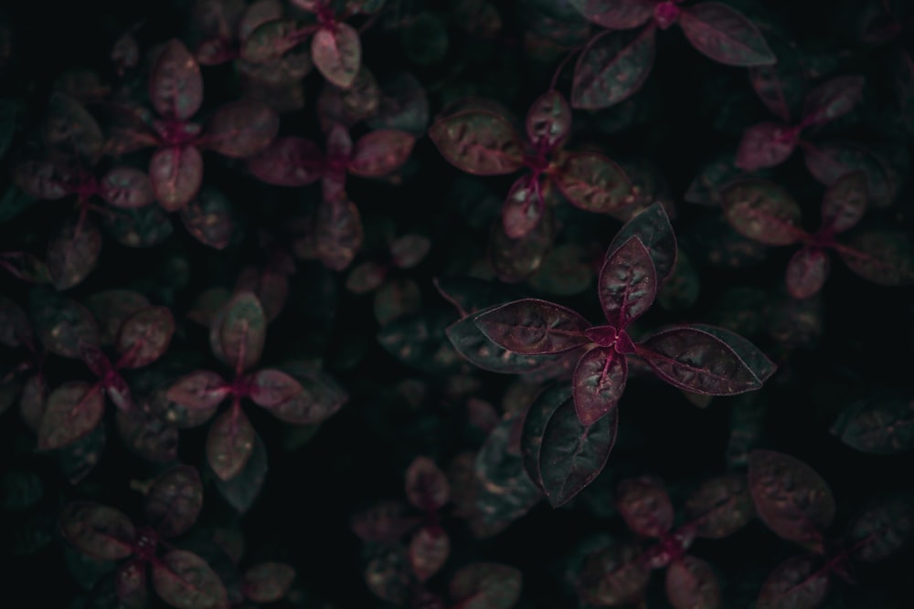 tilt shift lens photography of purple and green leaves