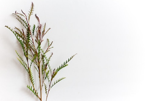 A delicate sprig of greenery with thin, serrated leaves and soft hues rests against a plain, light background. The composition emphasizes simplicity and natural elegance.