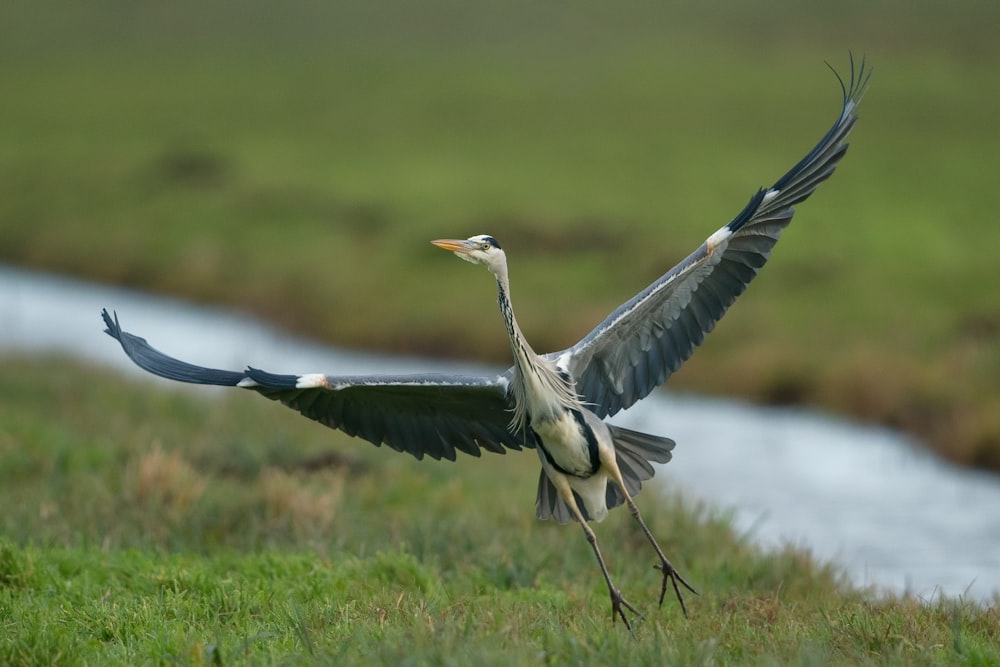 Fotografie eines Vogels, der kurz vor dem Fliegen steht