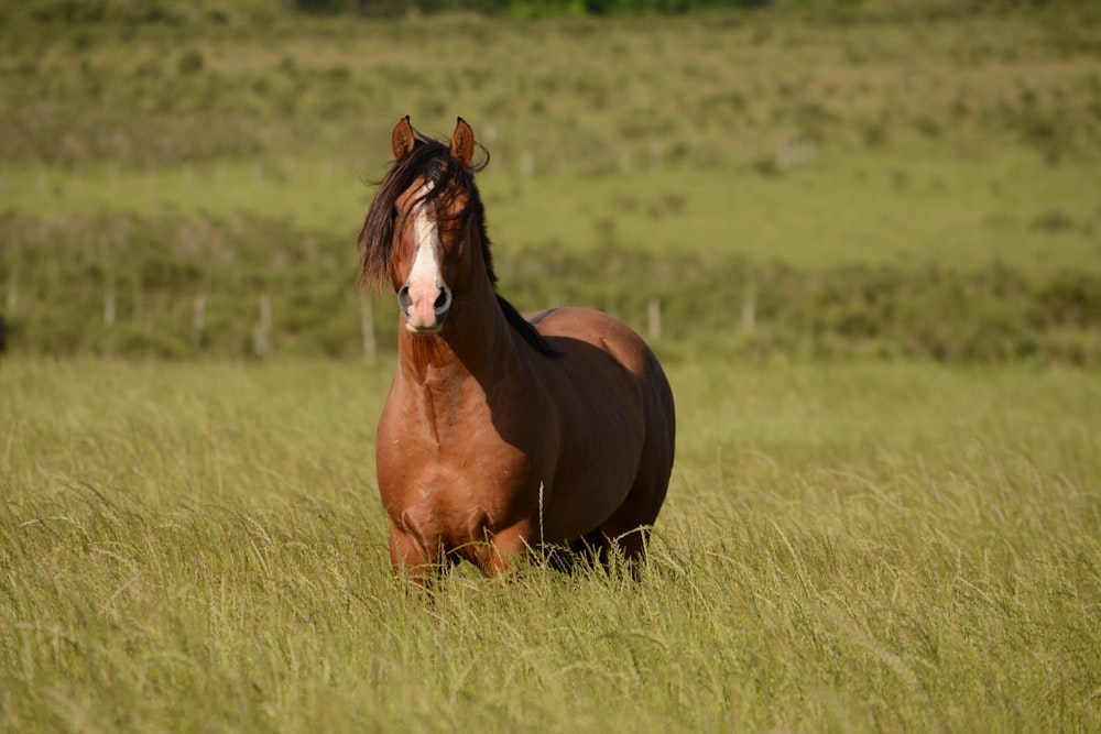cheval brun dans un champ d’herbe