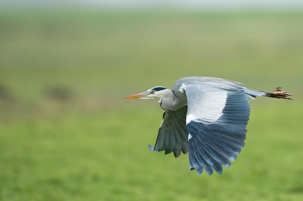 Photographie à mise au point peu profonde d’un oiseau blanc et bleu volant dans les airs