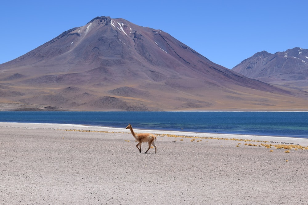 Lama brun près d’un plan d’eau