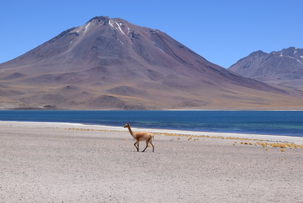 brown llama near body of water