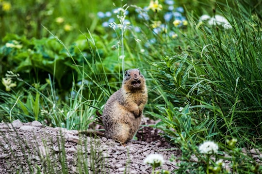 rodent surrounded with grass in Going-to-the-Sun Road United States