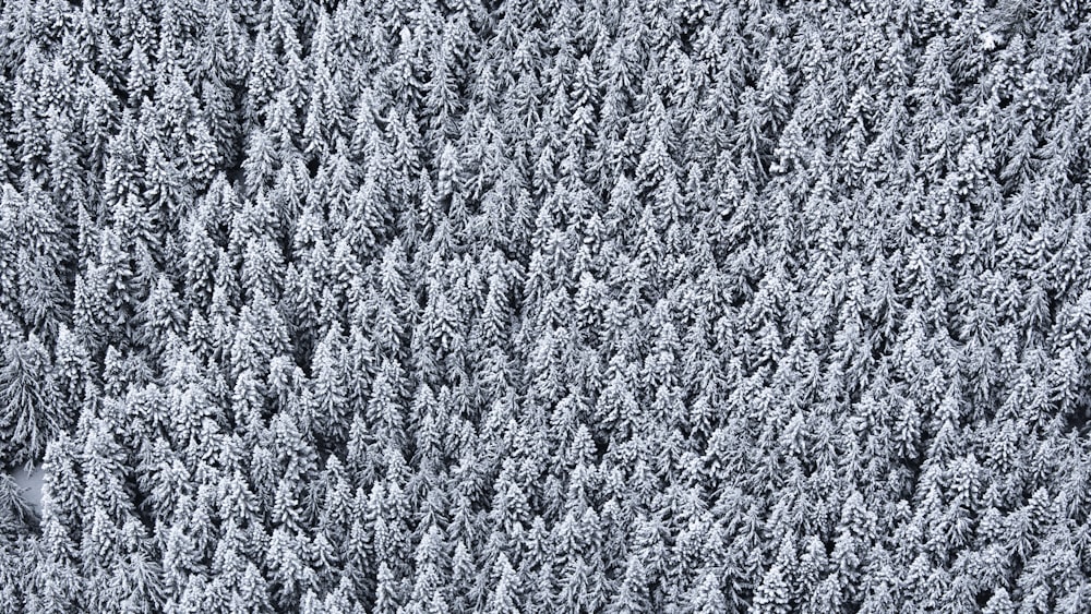 birds eye view of pine trees covered with snow