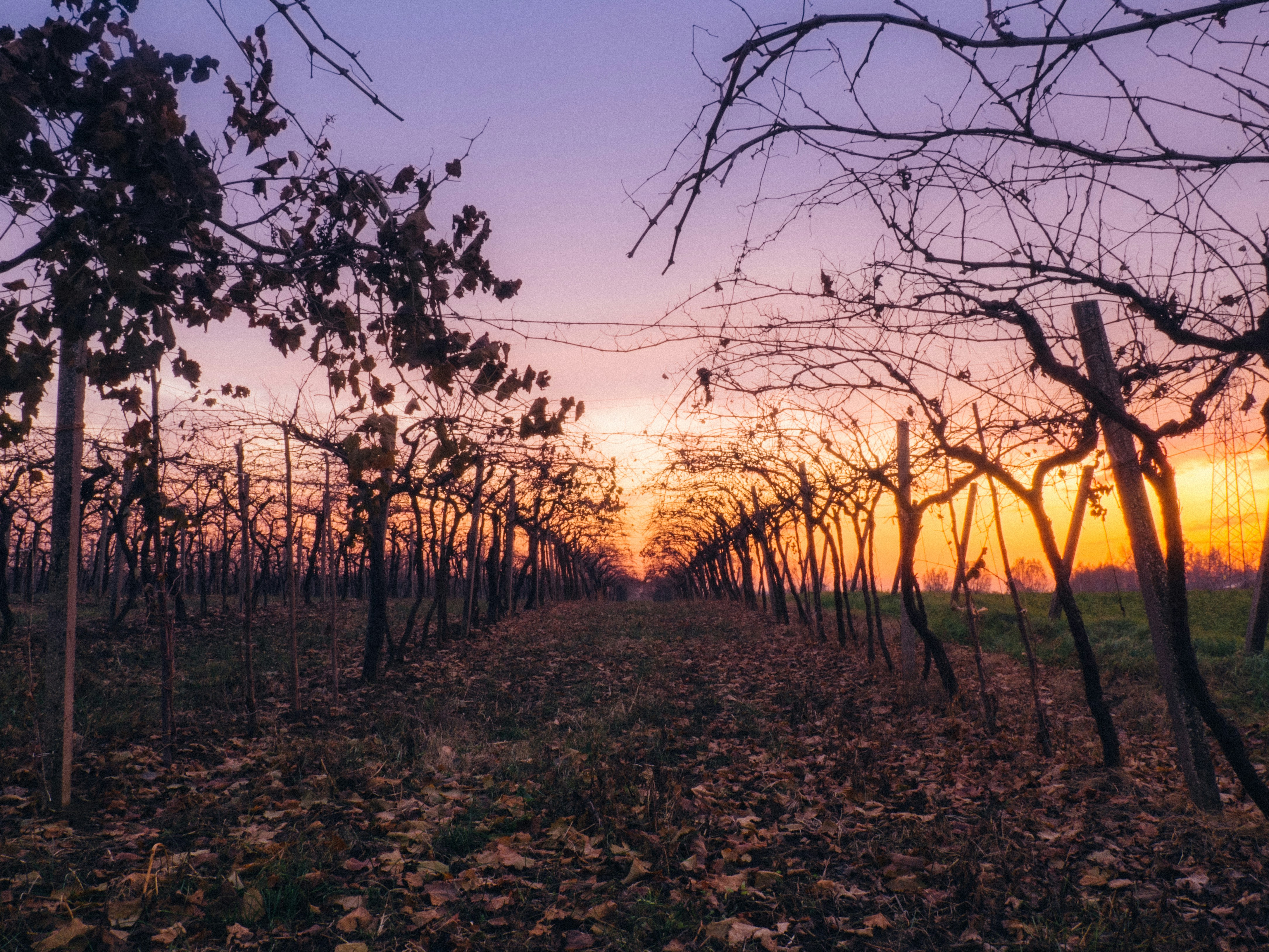 pathway between bare trees during orange sunset