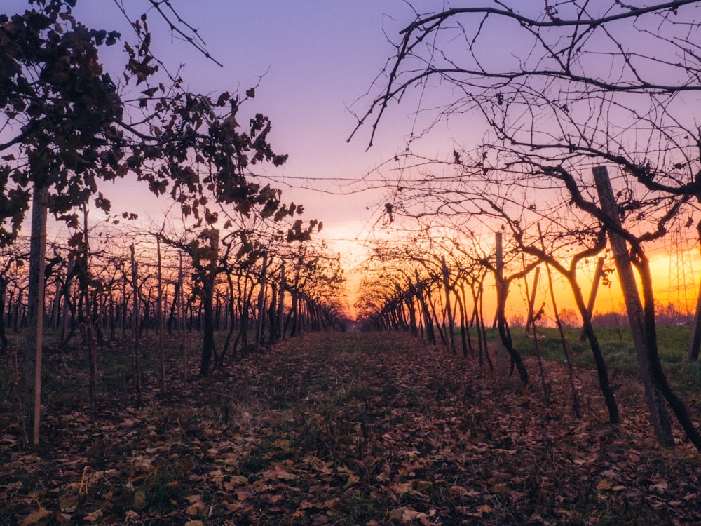 pathway between bare trees during orange sunset