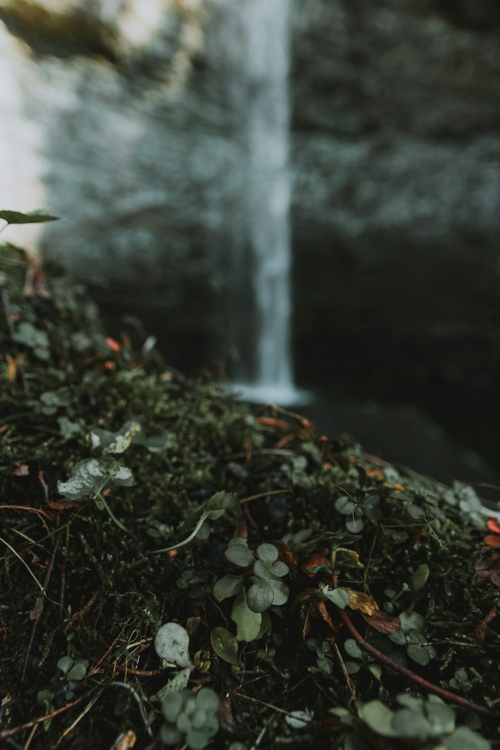 green leafed plant near waterfalls