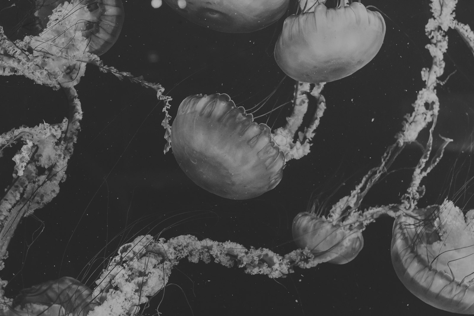 Canon EOS 70D + Canon EF 35mm F1.4L II USM sample photo. Grayscale of jellyfish phot photography