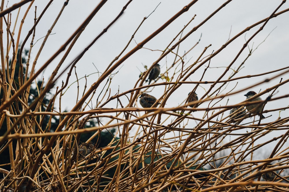 birds perching on bare trees