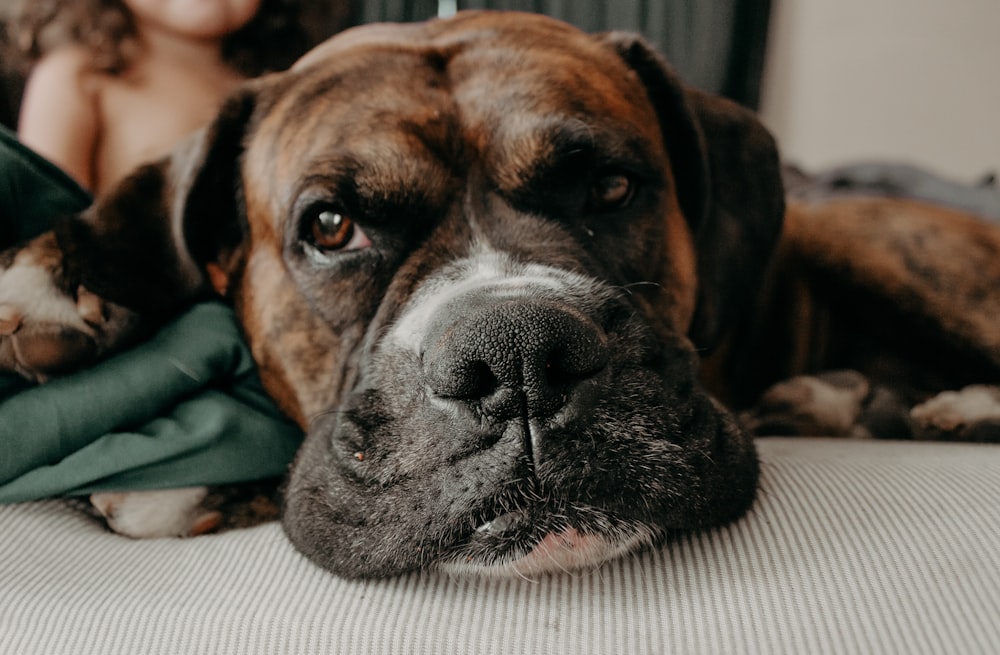 dog lying on bed