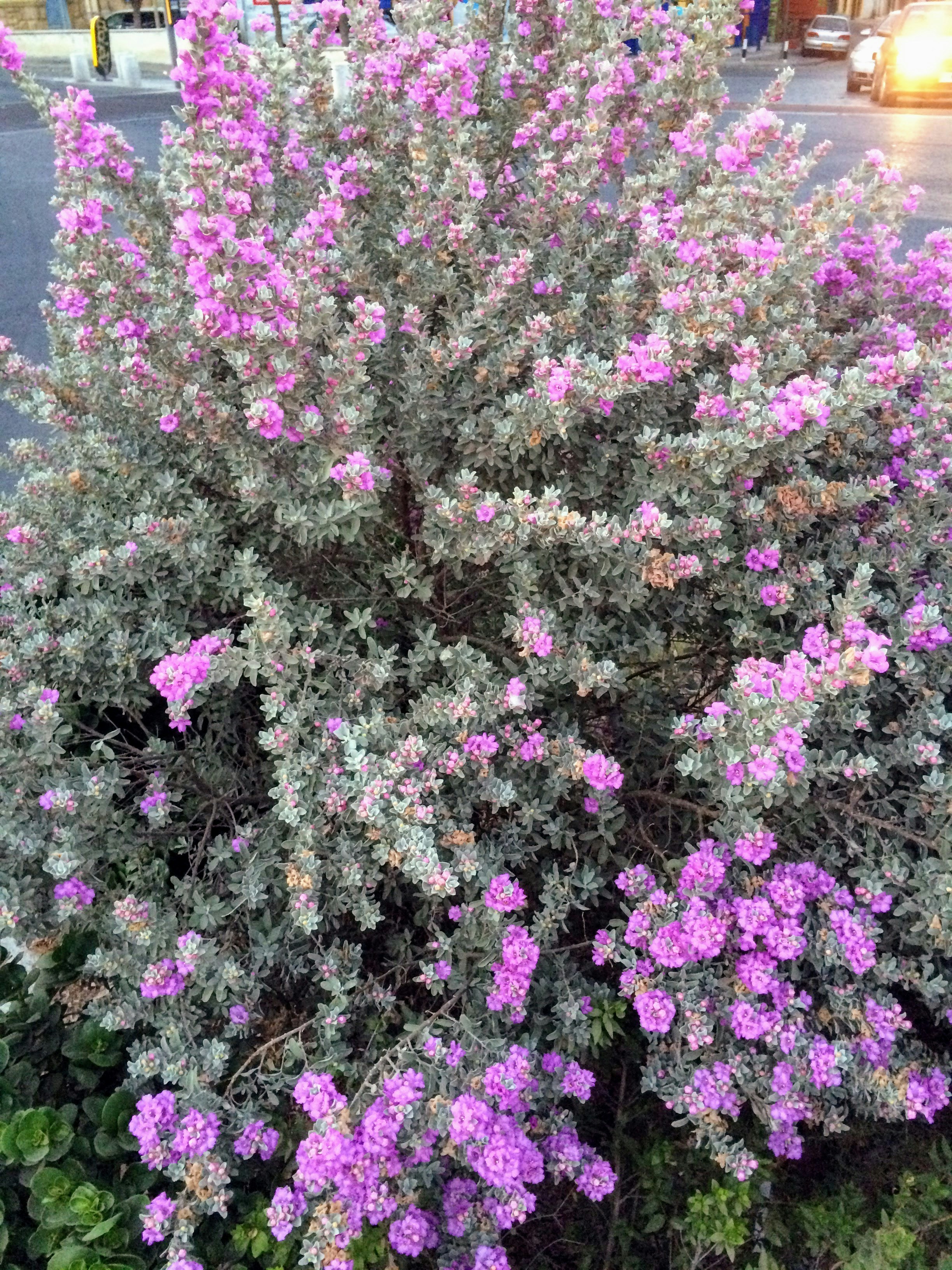 File:Callistemon citrinus pm02.jpg - Wikimedia Commons