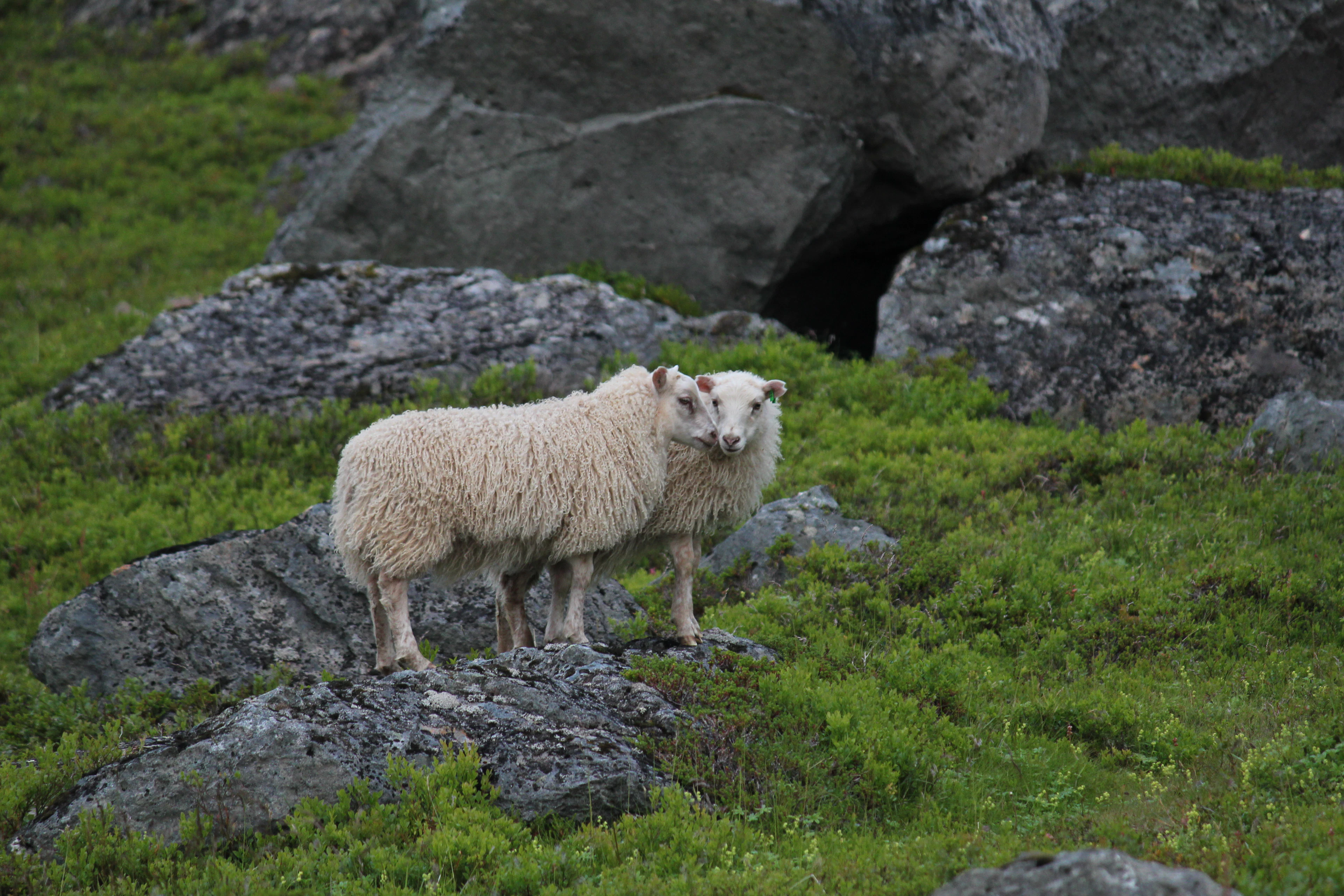 Two Icelandic sheep among mossy boulders in a mountain hollow above Ísafjörður