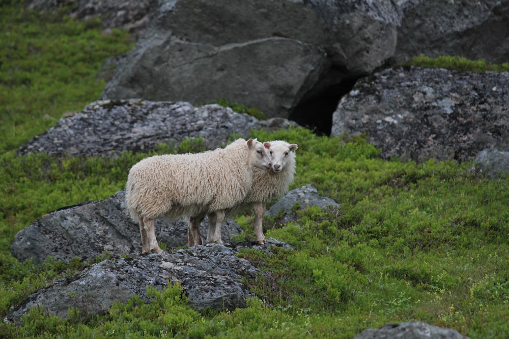 two beige lamb surrounded grass