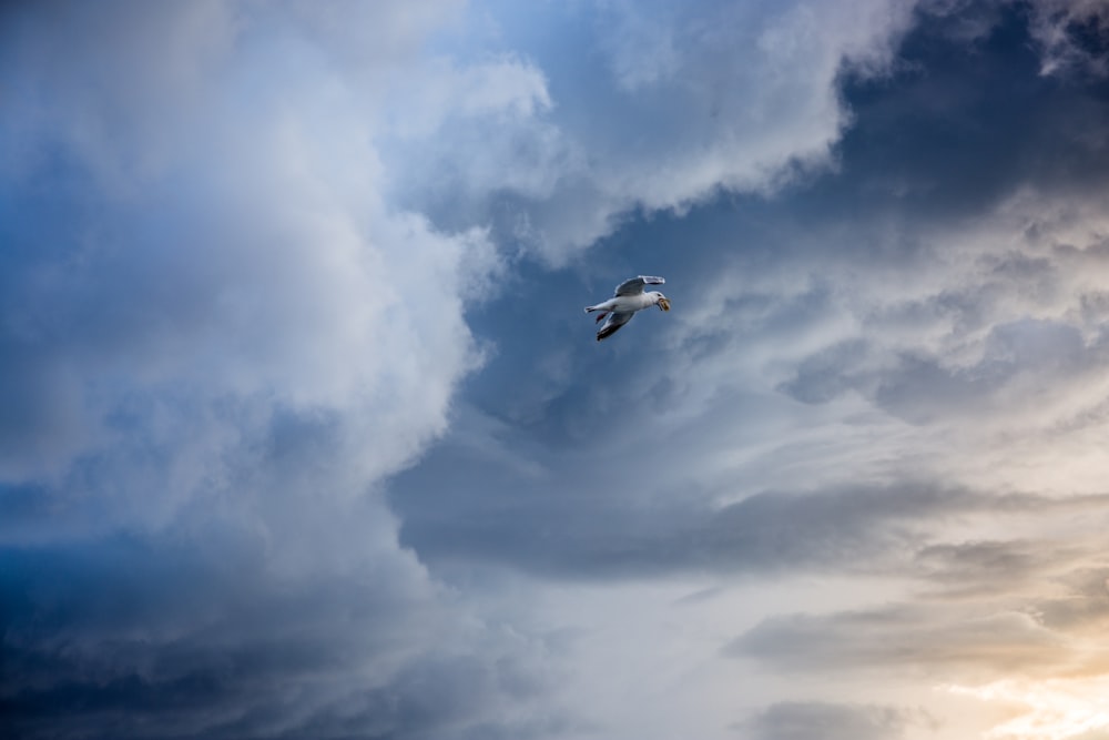 white and black flying bird